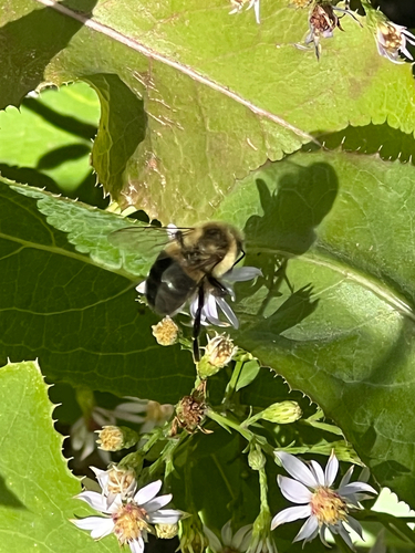Common Eastern Bumble Bee