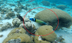 Thalassoma bifasciatum