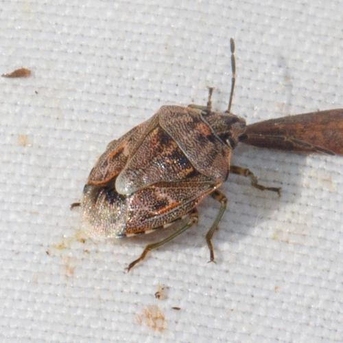 Holcogaster fibulata