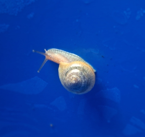 Asian Tramp Snail