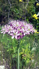 Allium nigrum