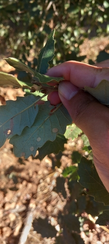 Common Spangle Gall Wasp