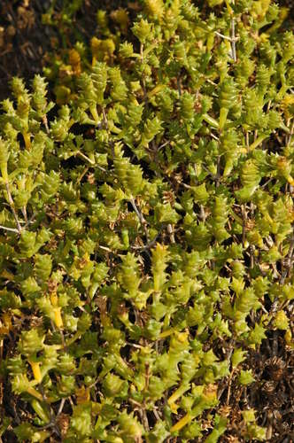 Image of Tecticornia triandra by (c) Chris Lindorff, some rights reserved (CC BY)