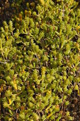 Tecticornia triandra
