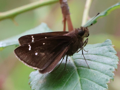 Clouded Skipper
