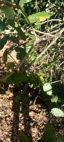 Andricus grossulariae