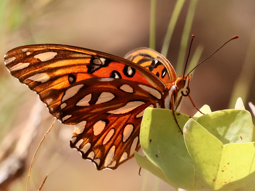Gulf Fritillary