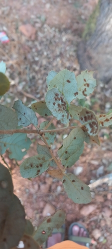 Holm Oak Felt Gall Mite