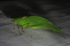Petaloptera