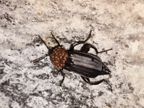 Shore Sexton Beetle