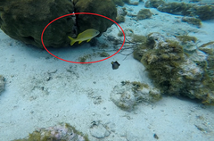 Haemulon flavolineatum