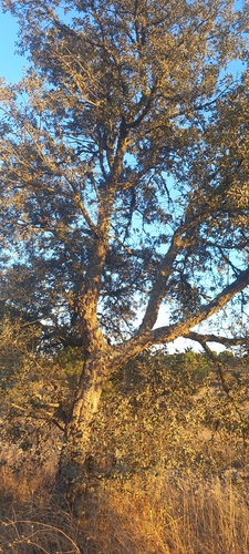 cork oak