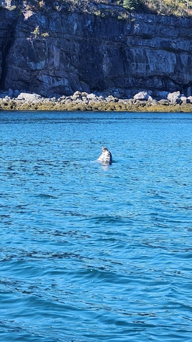 Grey Seal