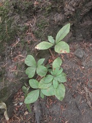 Lysimachia latifolia, photograph (c) Murray McGoogan, some rights reserved (CC BY)