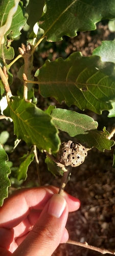 Oak Apple Gall Wasp