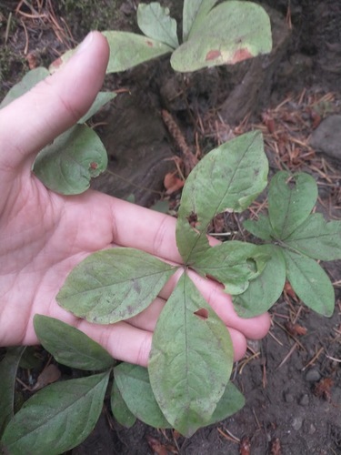 Lysimachia latifolia, photograph 4