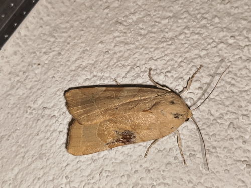 Broad-bordered Yellow Underwing