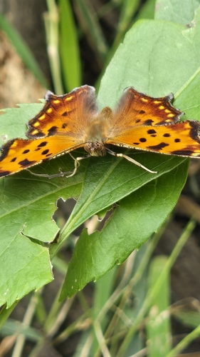 Eastern Comma