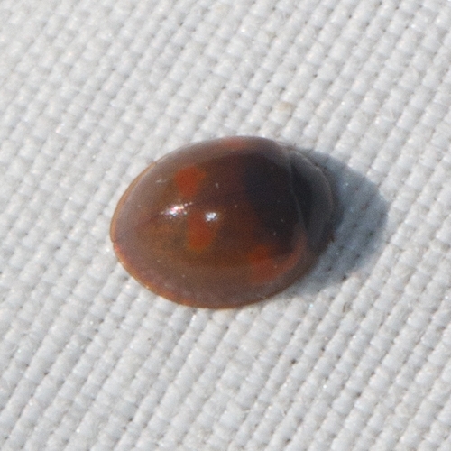 Pine Ladybird