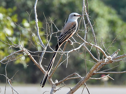 Scissor-tailed Flycatcher