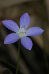 Wahlenbergia fluminalis