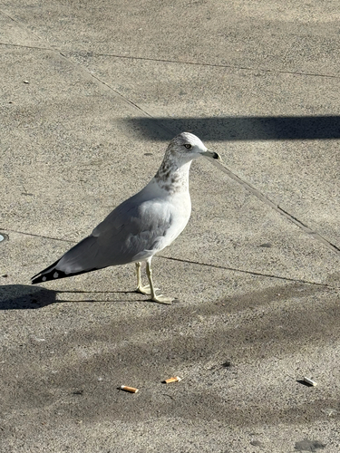 Ring-billed Gull