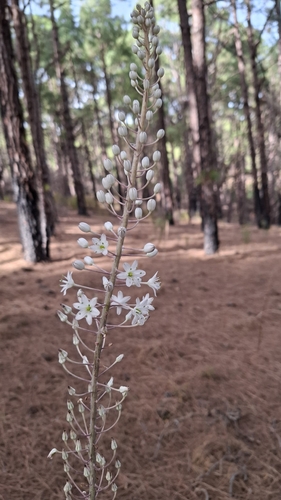Drimia hesperia