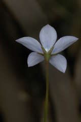Wahlenbergia fluminalis