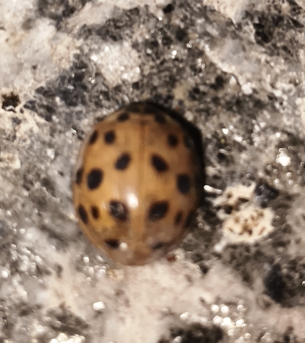 Asian Lady Beetle