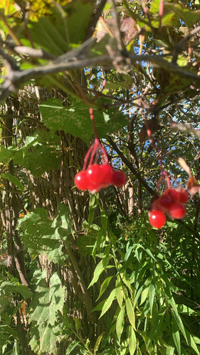 guelder-rose