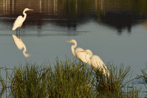 Great Egret