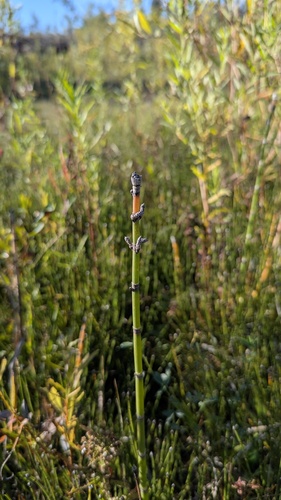 Equisetum hyemale, photograph 3