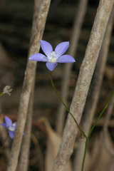Wahlenbergia fluminalis