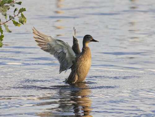 Mallard