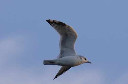 Common Gull