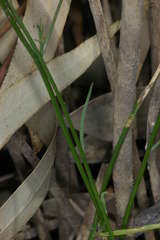 Wahlenbergia fluminalis