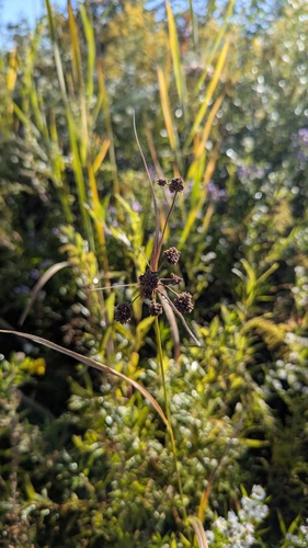 Scirpus atrovirens, photograph 1