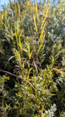 Scirpus atrovirens