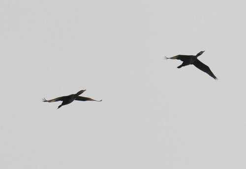 Great Cormorant