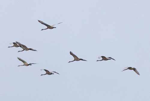 Whooper Swan