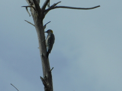 Melanerpes aurifrons