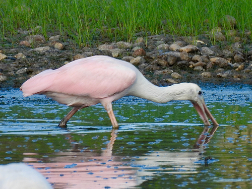 Roseate Spoonbill