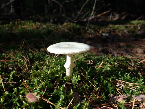 False Death-cap