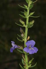Stemodia florulenta