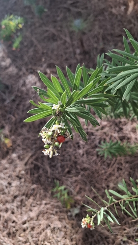 Flax-leaved Daphne