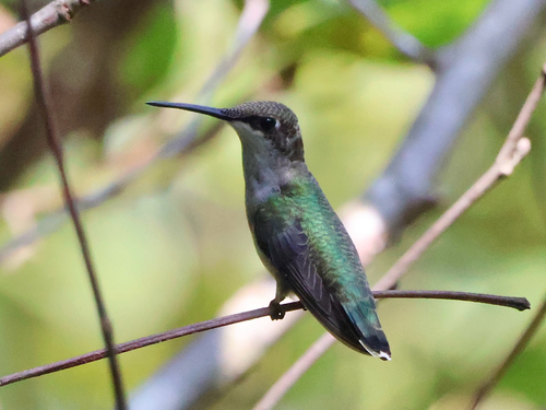 Ruby-throated Hummingbird