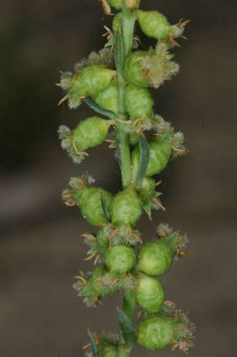 Image of Haloragis aspera by (c) Chris Lindorff, some rights reserved (CC BY)