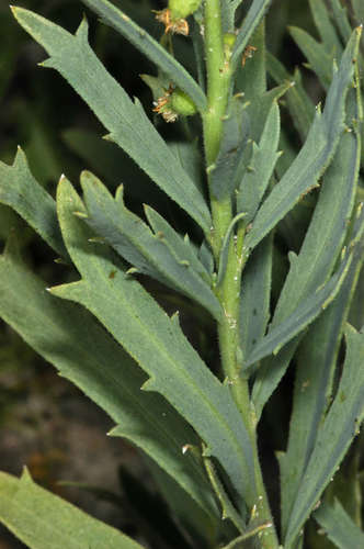 Image of Haloragis aspera by (c) Chris Lindorff, some rights reserved (CC BY)