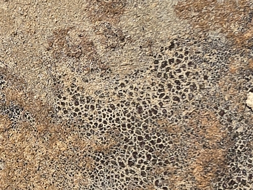 hoary cobblestone lichen