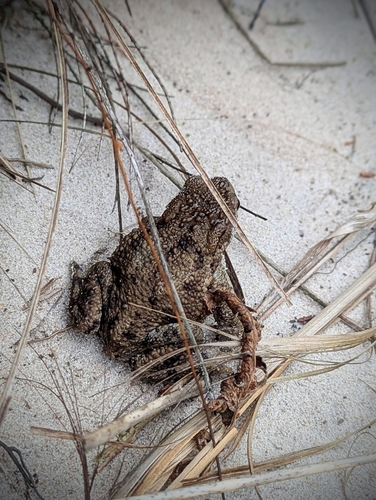 European Toad
